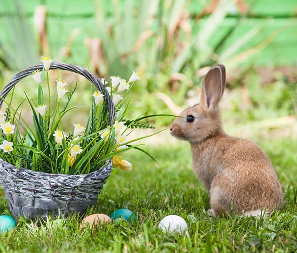 Кошница с пролетни цветя, шарени великденски яйца и заек на поляната.