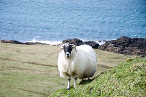 Шотландия, овца на поле до морето