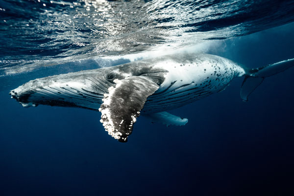 Гърбав кит под вода, Австралия Гледане на китове