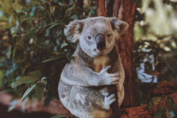 Мечка коала, седнала на дърво