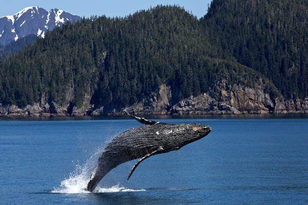 Гледане на китове в Канада, гърбат кит скача във въздуха