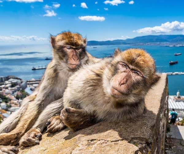 Маймуни в Гибралтар, Испания