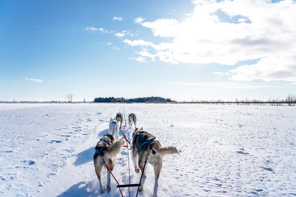 Кучешка шейна с хъски в снега, Лапландия