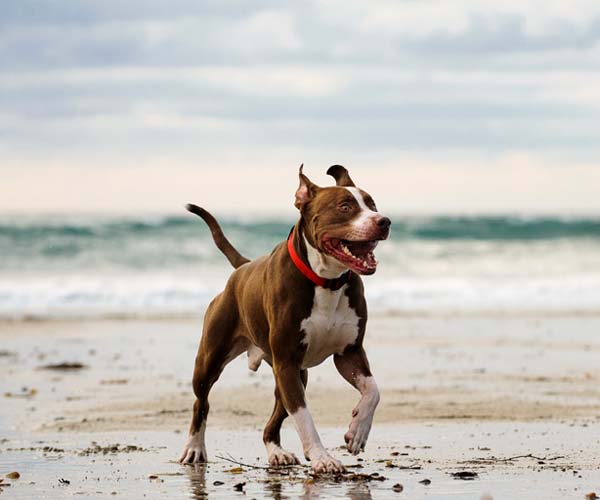 почивка с куче, куче на плаж