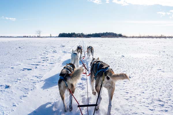Приключения в снега с кучешка шейна в Лапландия