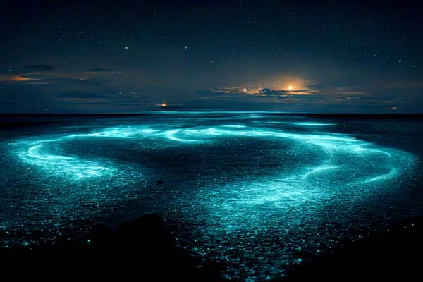 Светещ планктон в морето, биолуминесценция