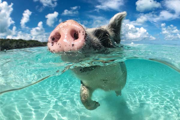 Плуващите прасета на Бахамските острови са известни и със застраховка за пътуване нищо не може да се обърка на плуване заедно.