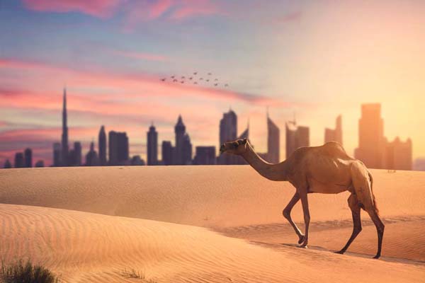 силует на Дубай, приключение в пустинята с камила