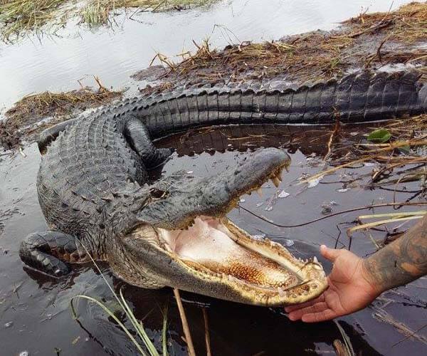 Алигатор с широко отворена уста в Евърглейдс, Флорида