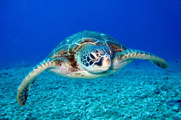 Плуваща костенурка
